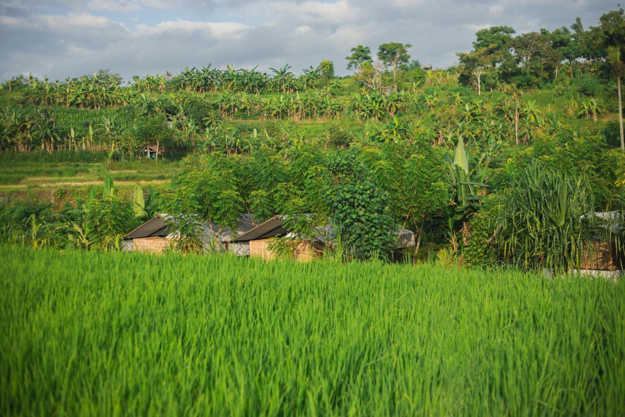 Camani Glamping Hotel Karangasem Exterior foto
